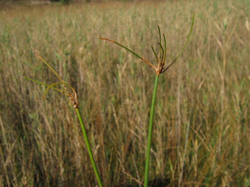 Eleocharis gracilis