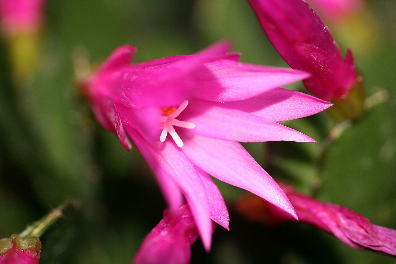Hatiora rosea