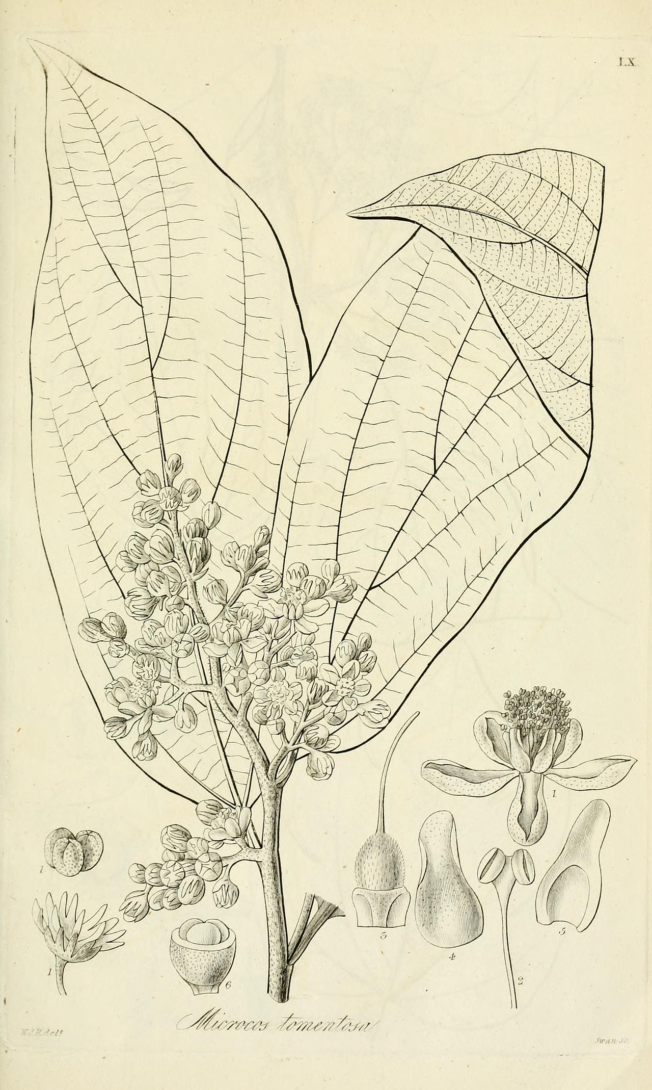 Microcos tomentosa