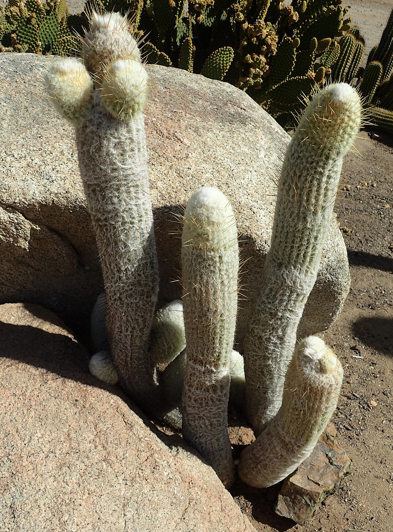 Espostoa lanata