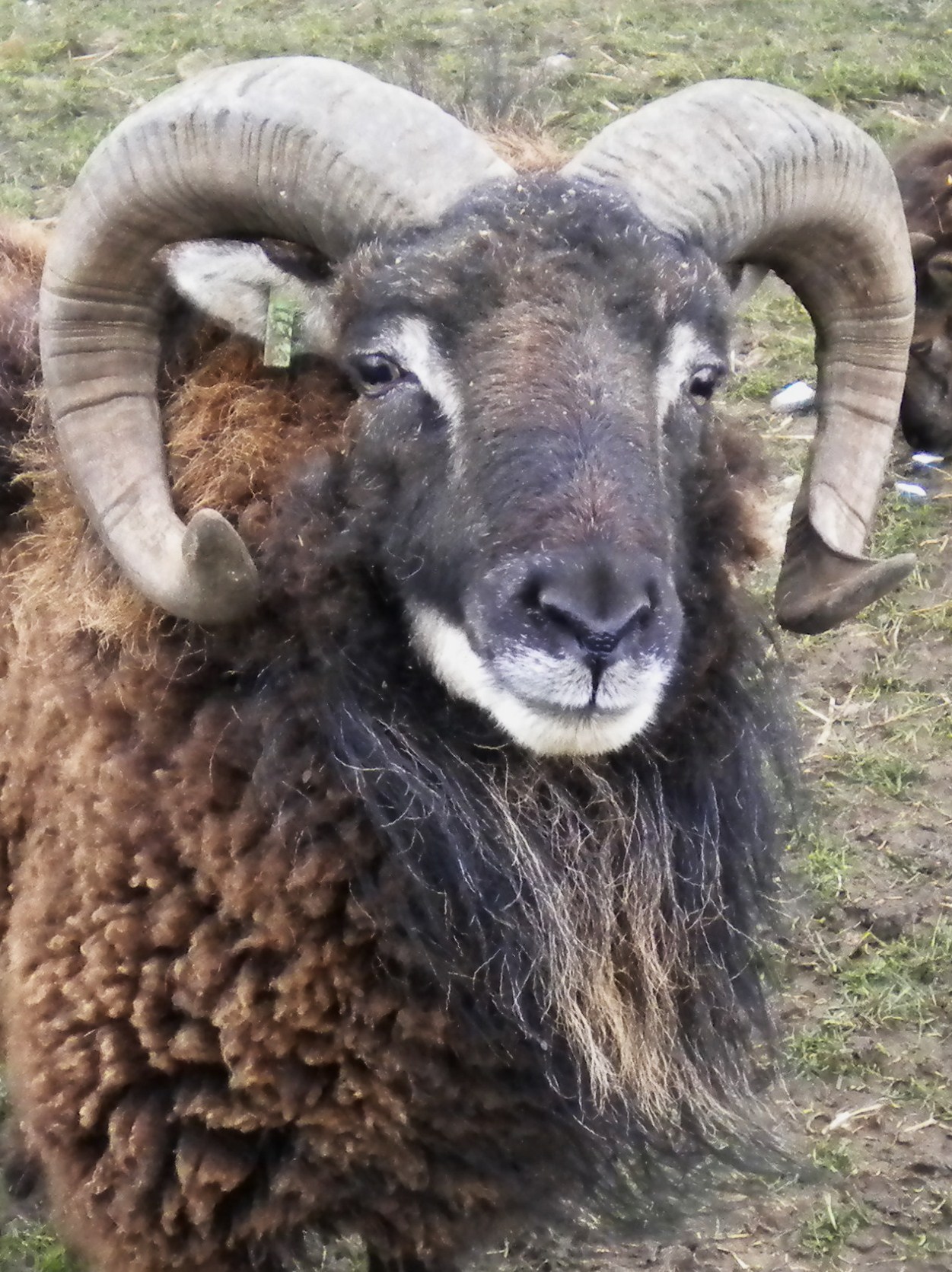 Soay sheep