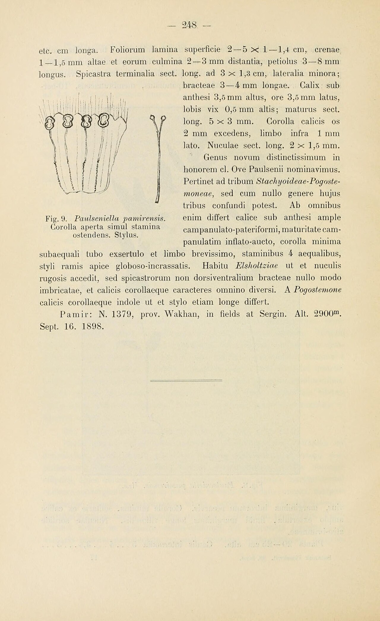 Elsholtzia densa