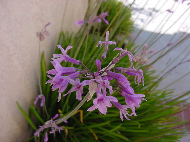 Tulbaghia maritima