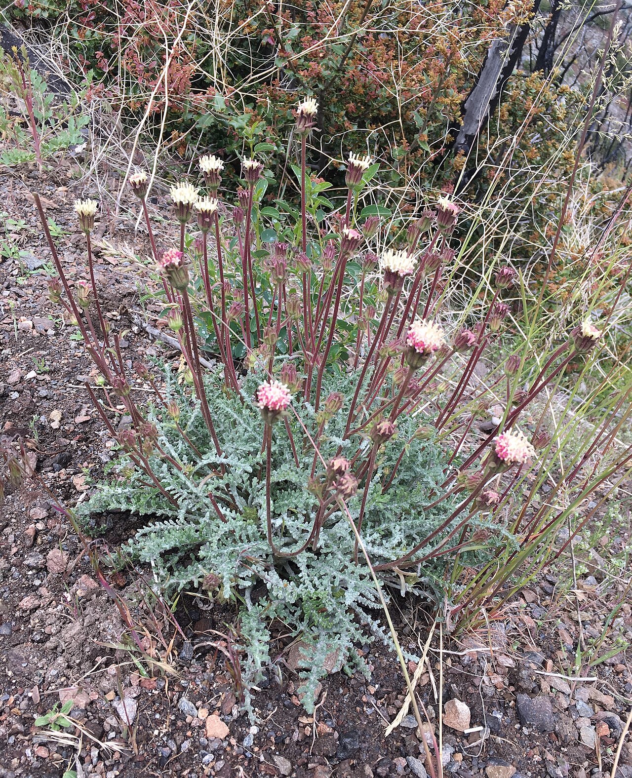 Chaenactis santolinoides