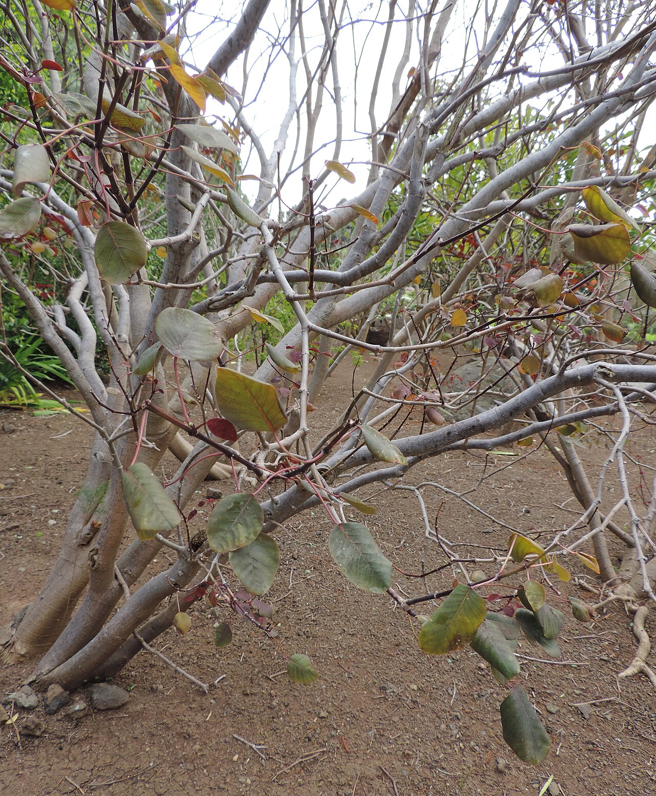 Euphorbia cotinifolia