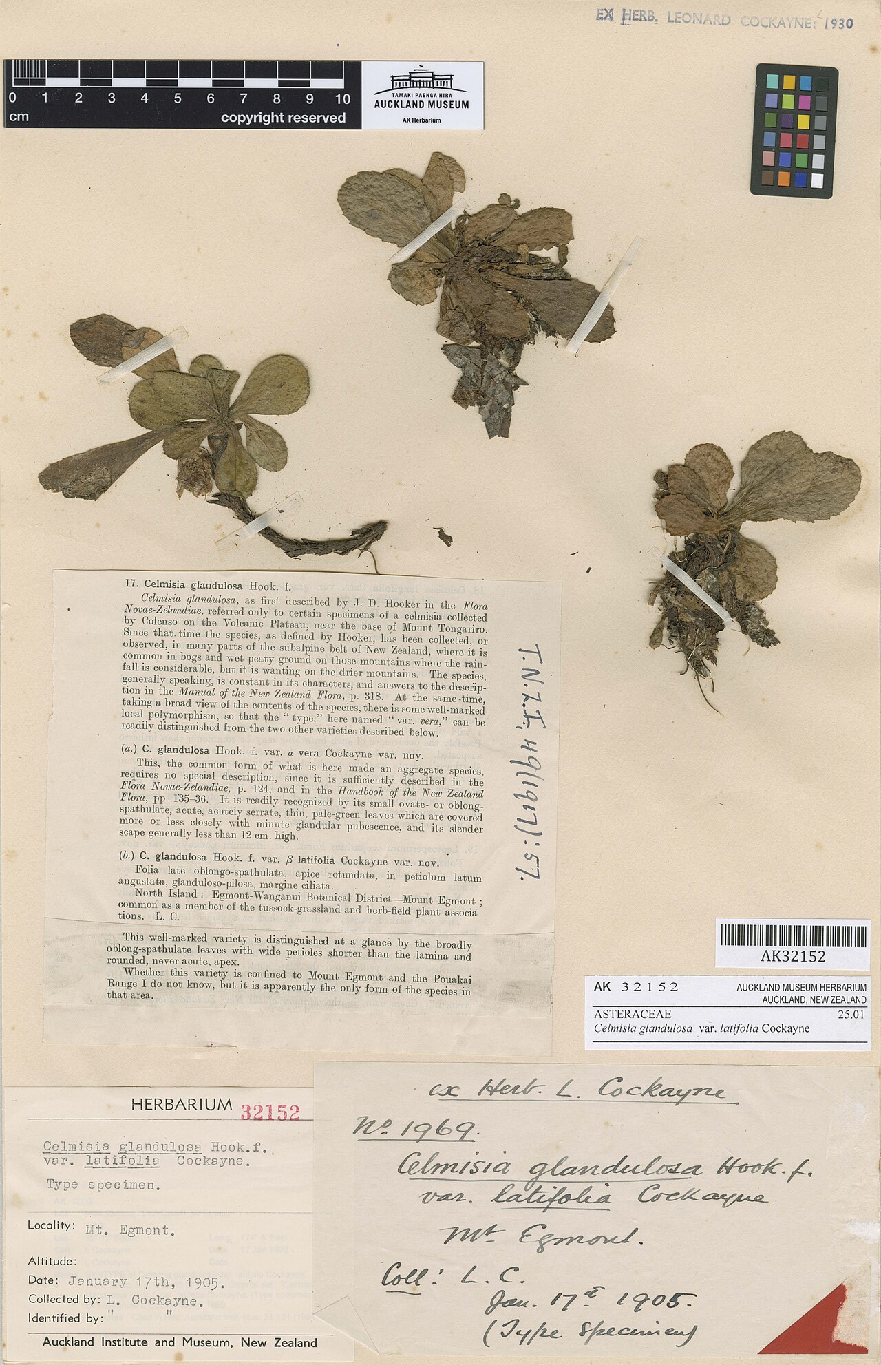 Celmisia latifolia