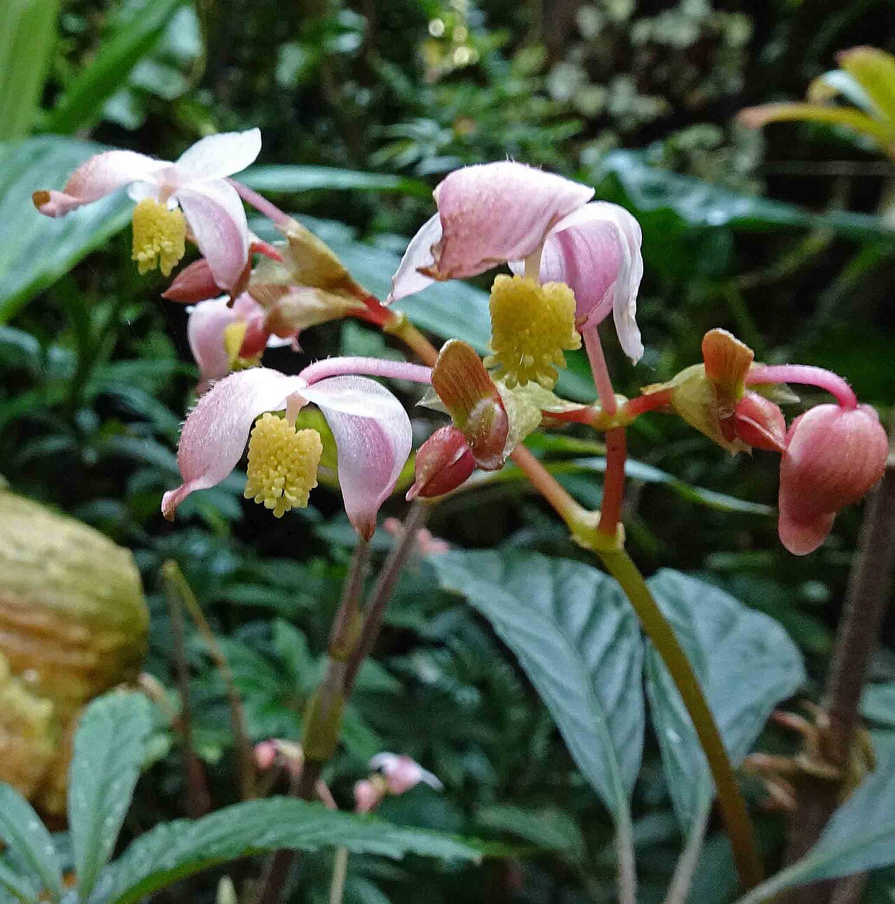 Begonia hemsleyana