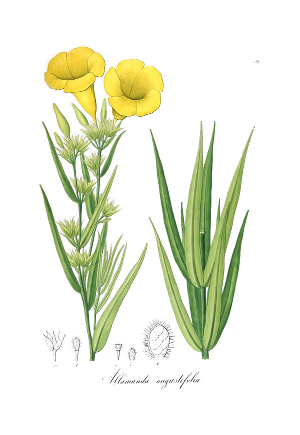 Allamanda