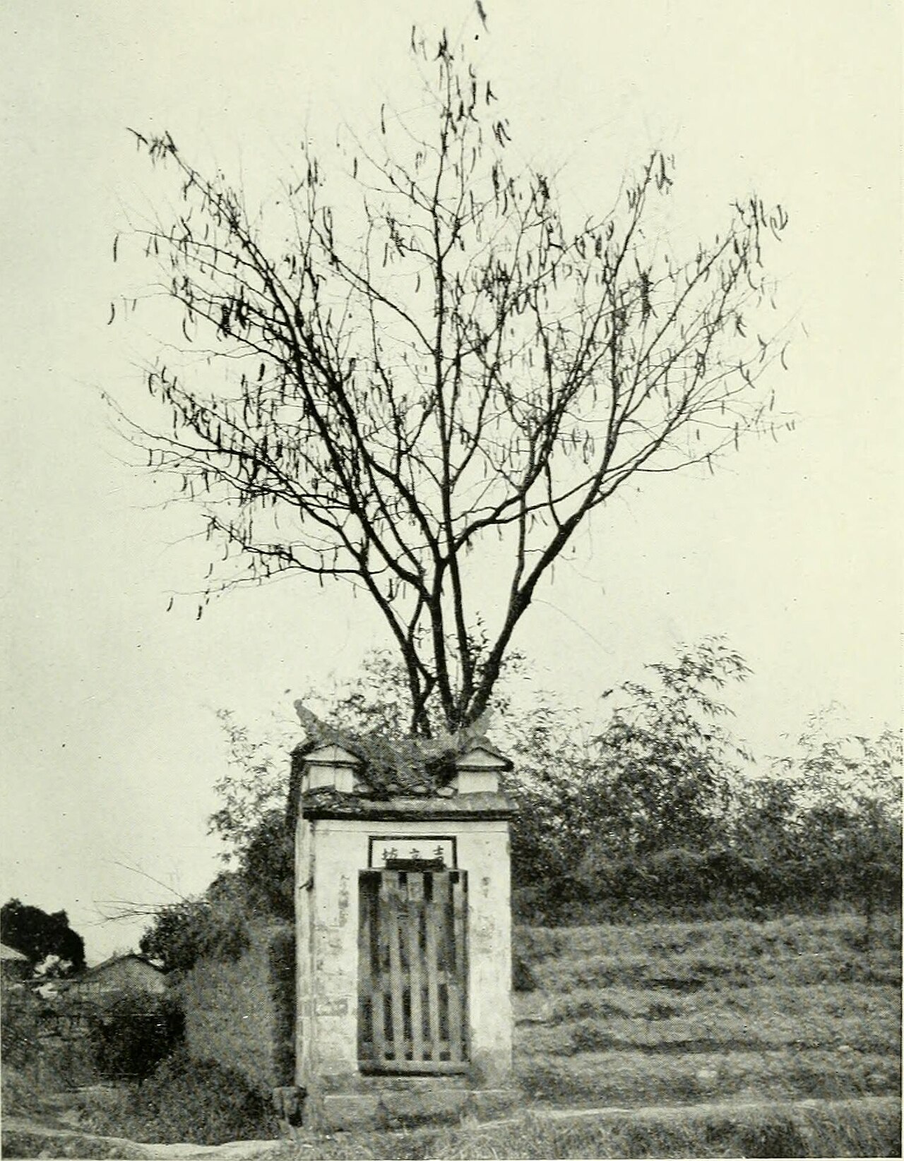 Gleditsia fera