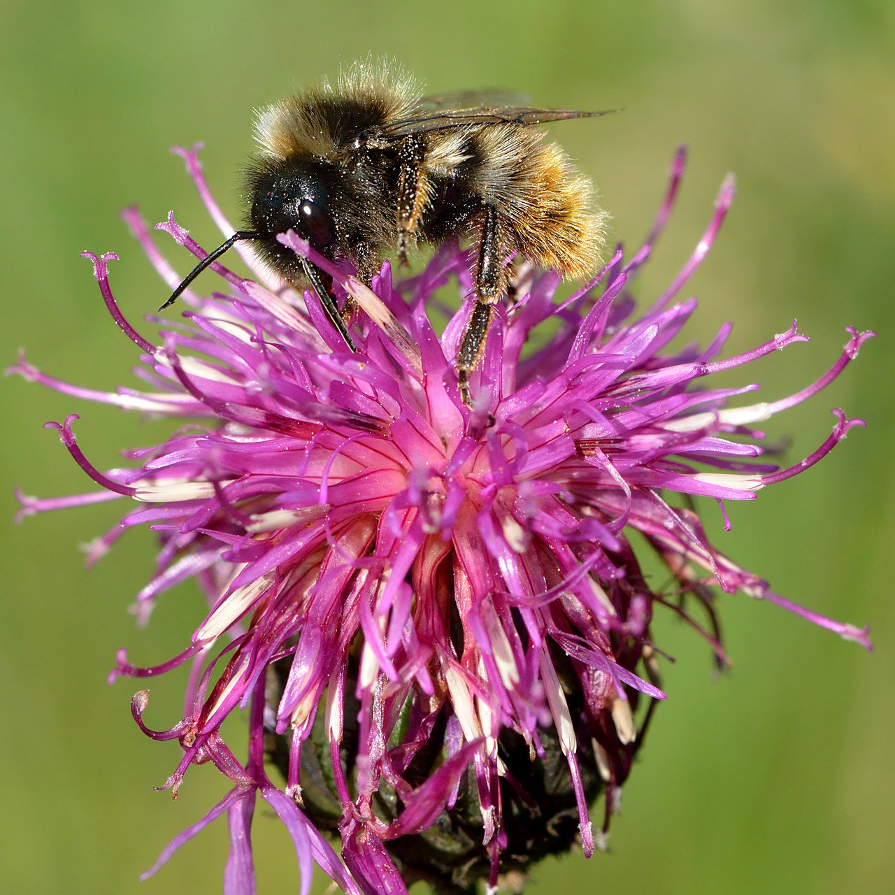 Centaurea scabiosa