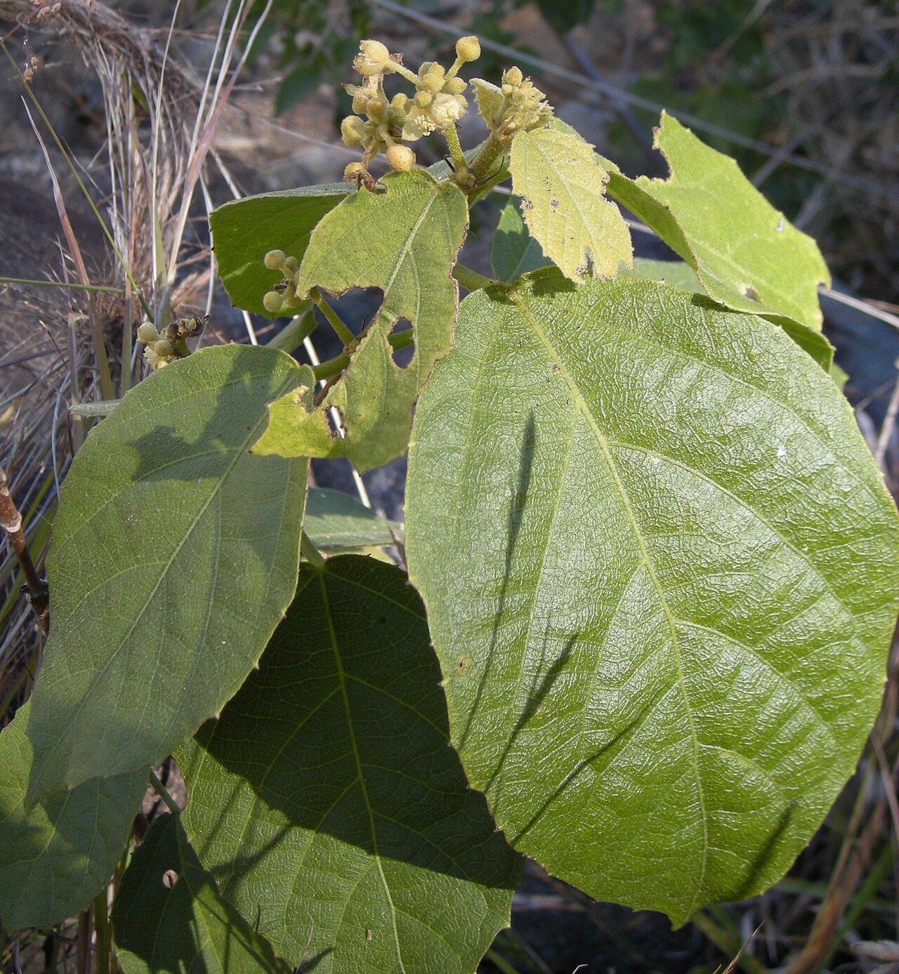 Grewia latifolia