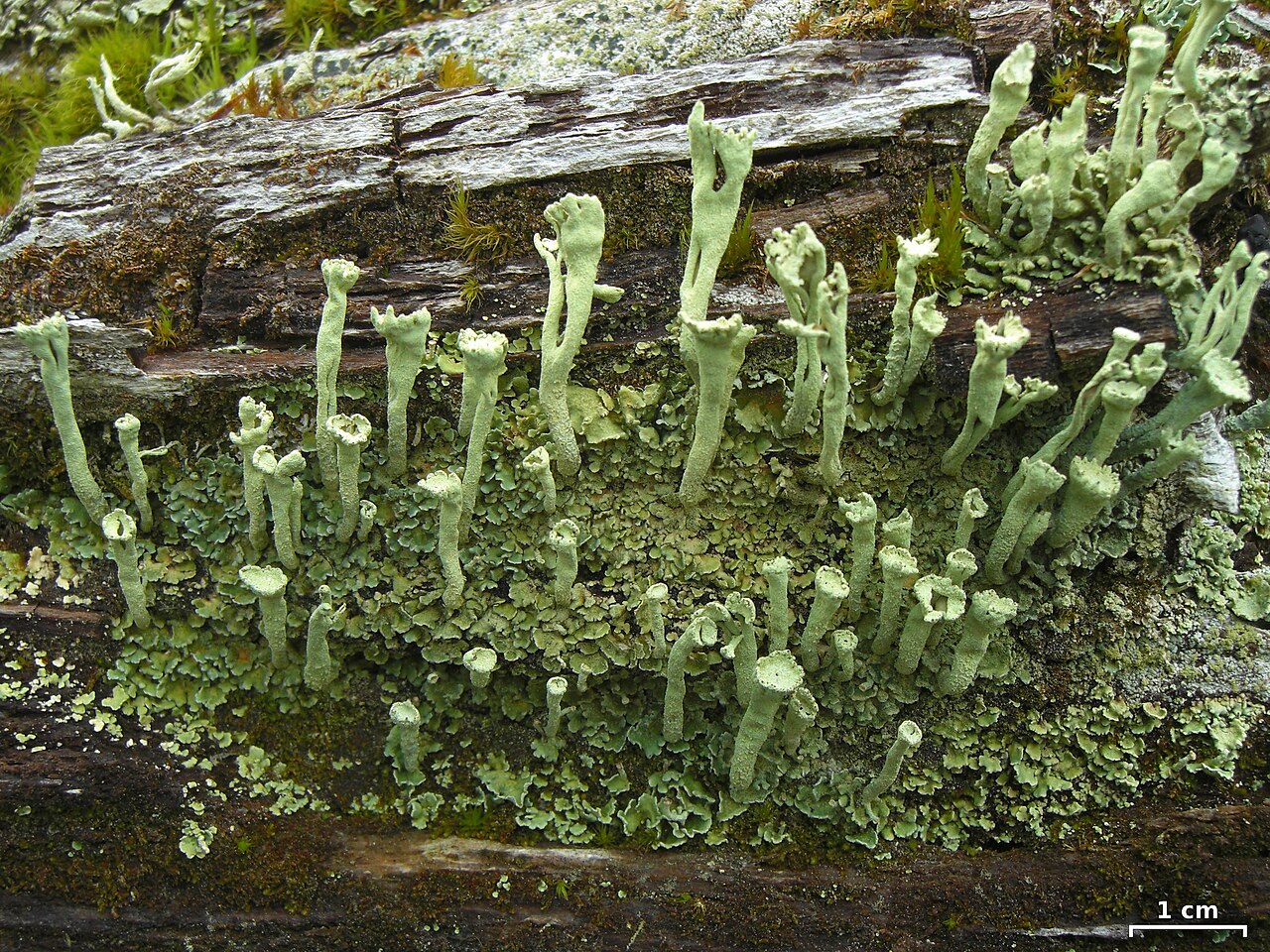 Cladonia sulphurina