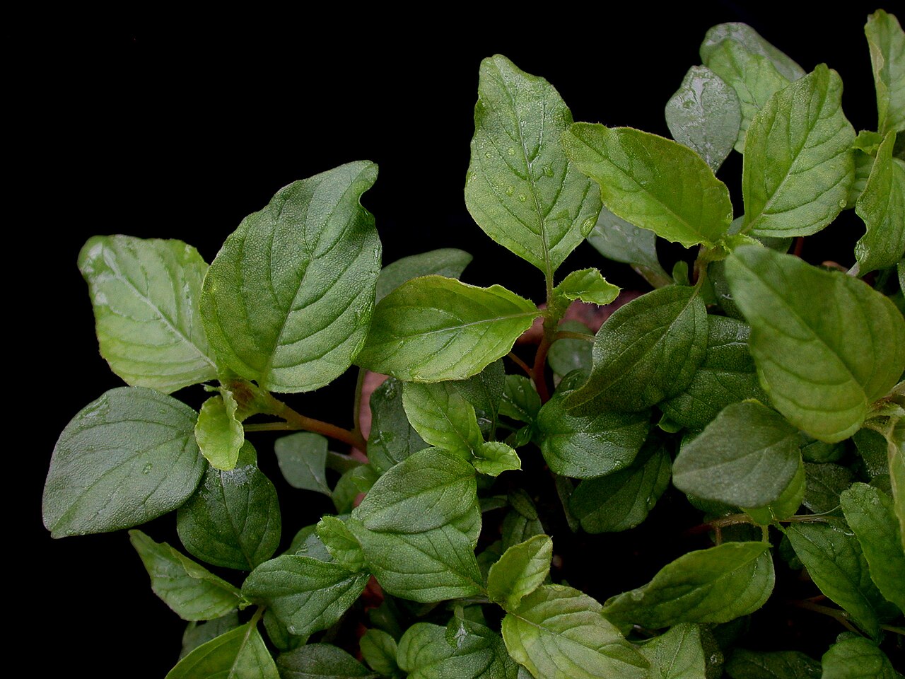 Amaranthus retroflexus