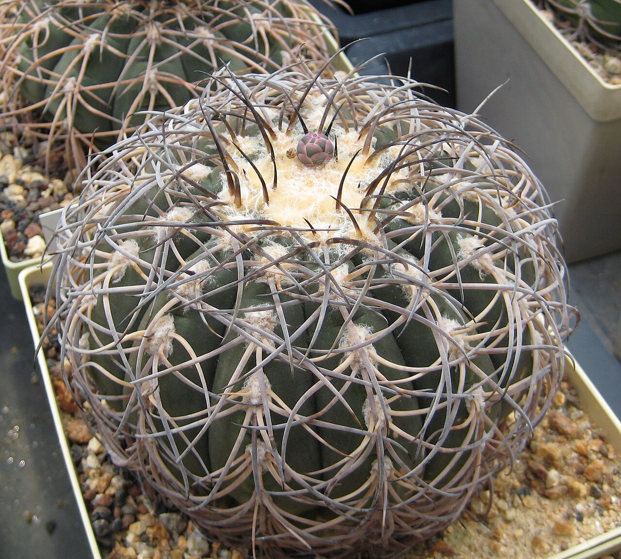 Gymnocalycium spegazzinii