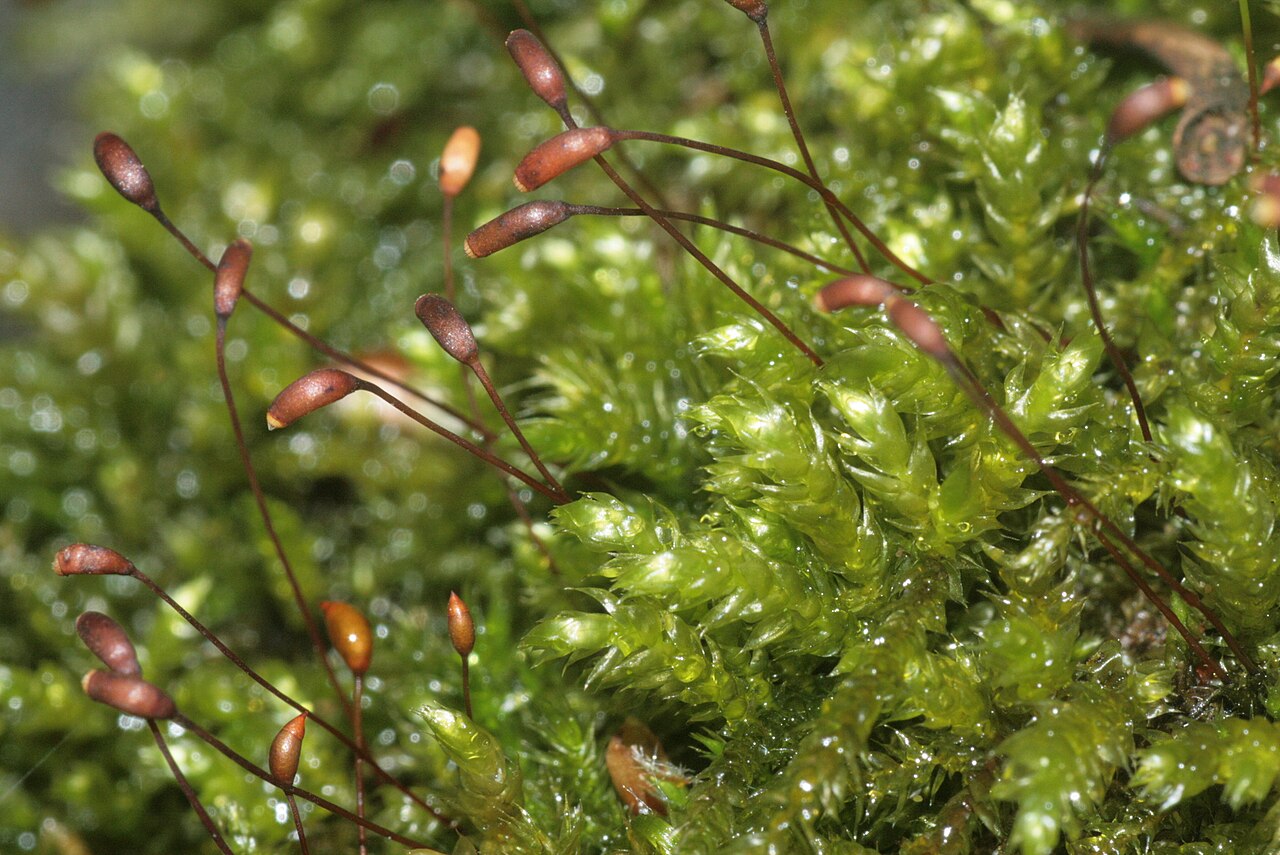 Sciuro-hypnum plumosum