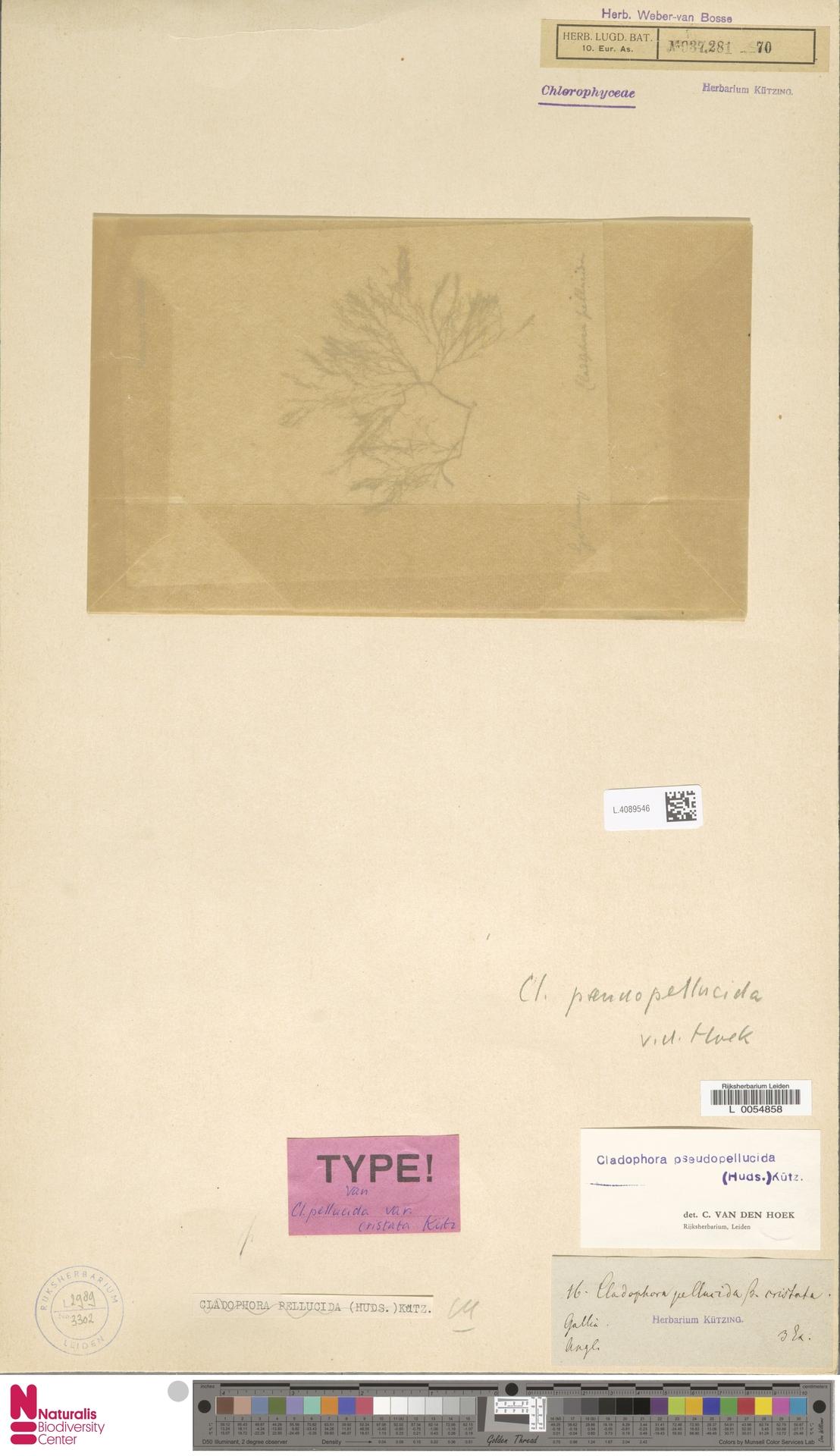 Cladophora pellucida