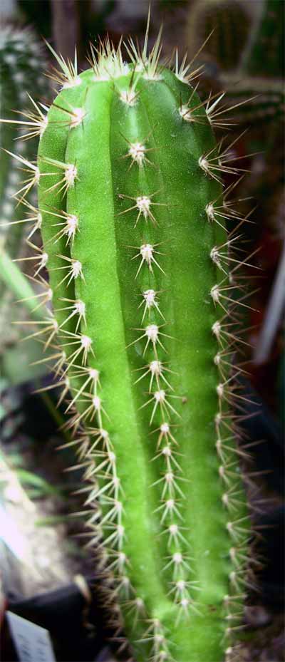 Browningia pilleifera