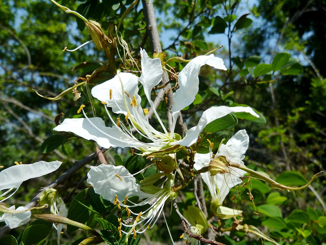 Bauhinia bowkeri