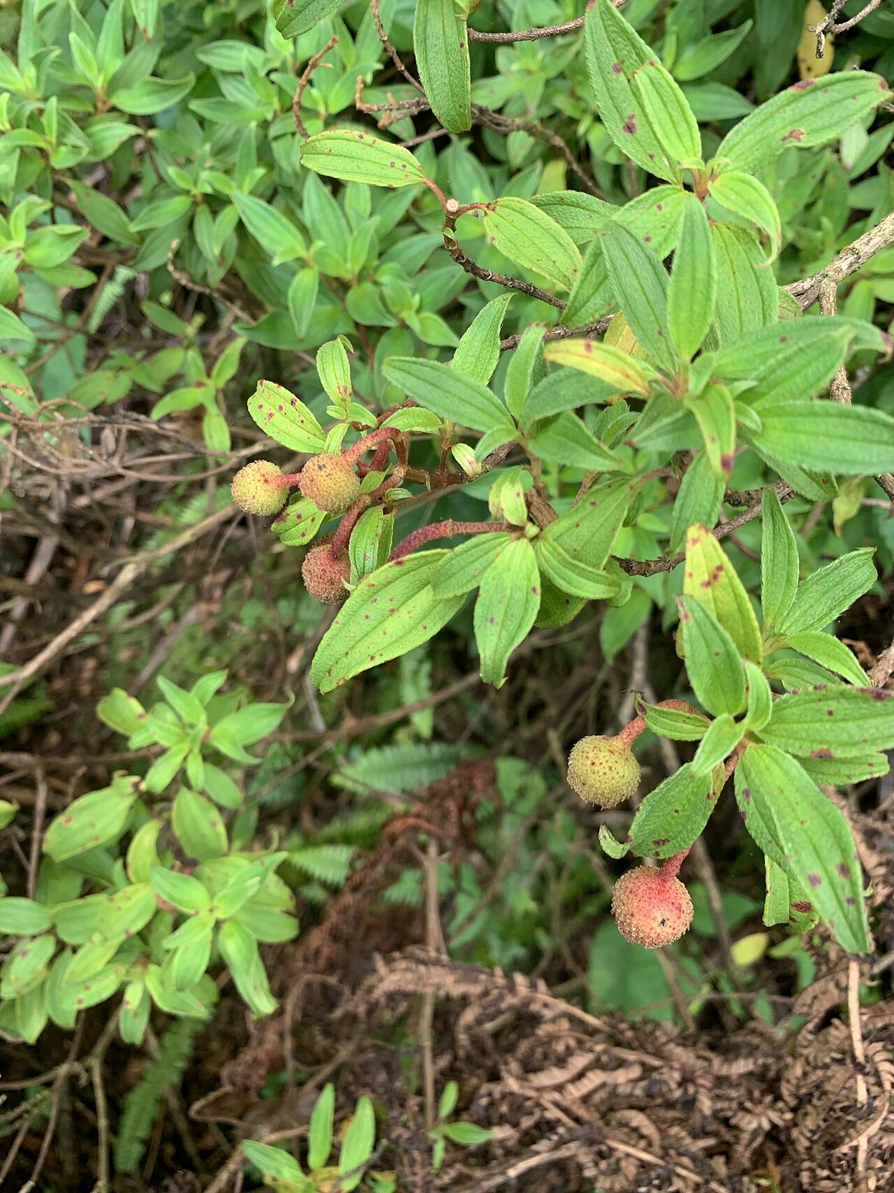 Melastoma pentapetalum