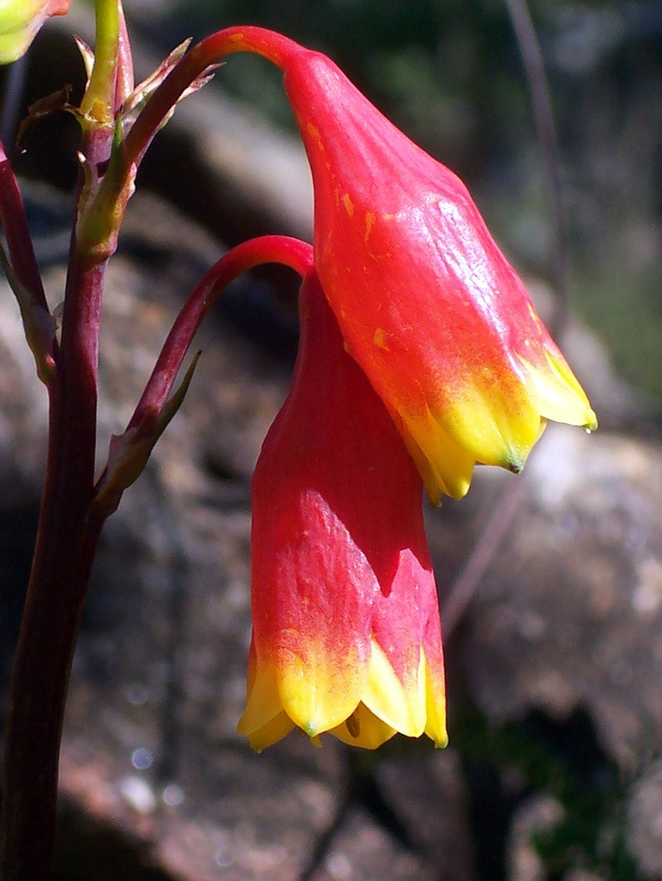 Christmas bells or gadigalbudyari in Cad