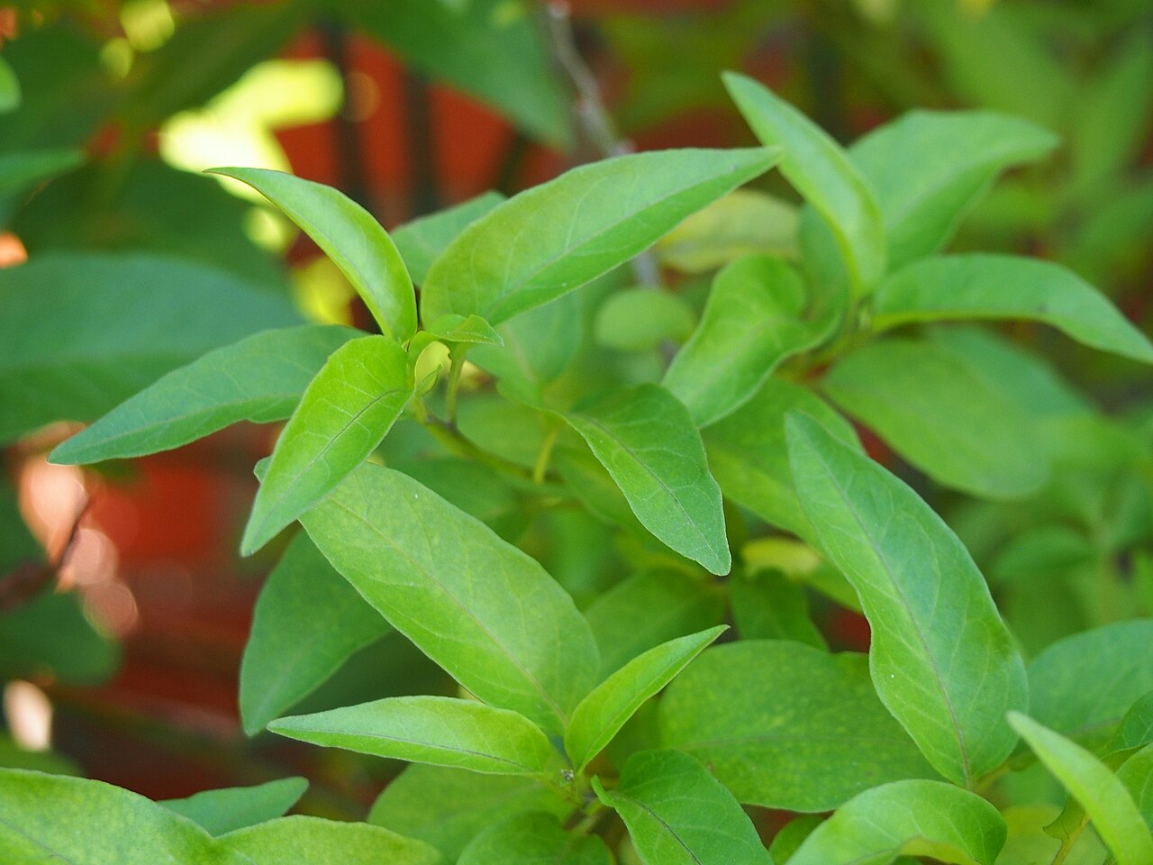 Potato vine