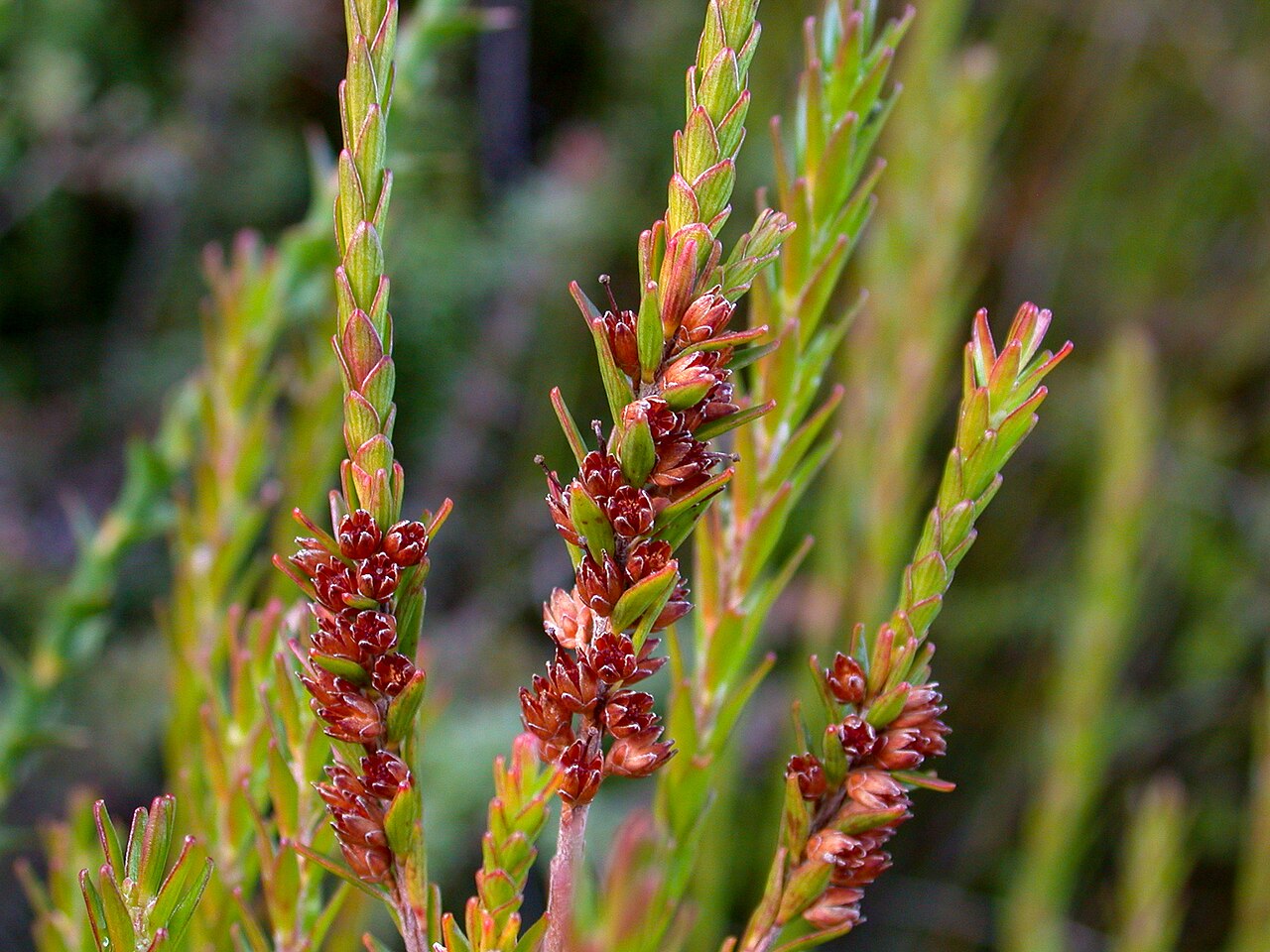 Epacris corymbiflora