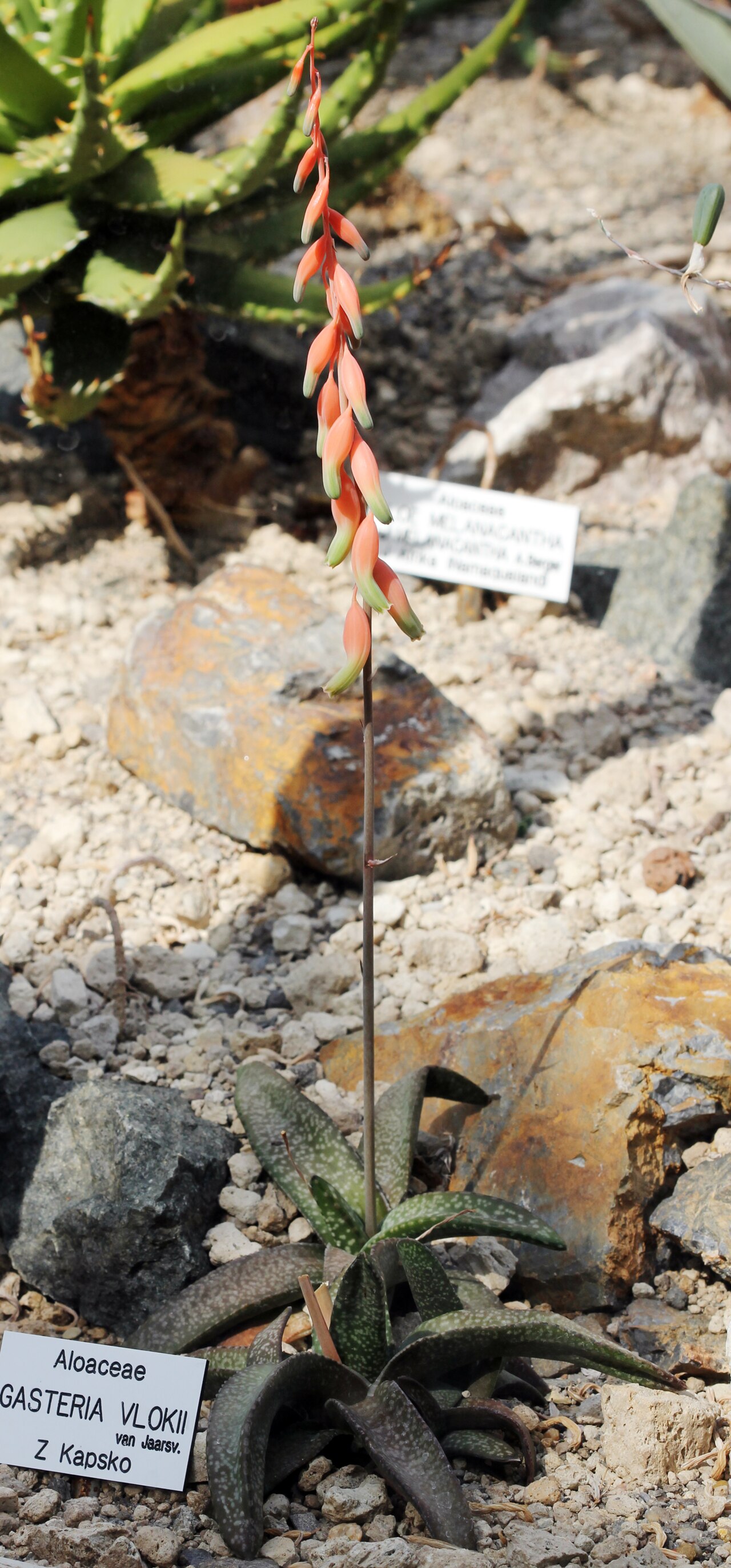 Gasteria vlokii