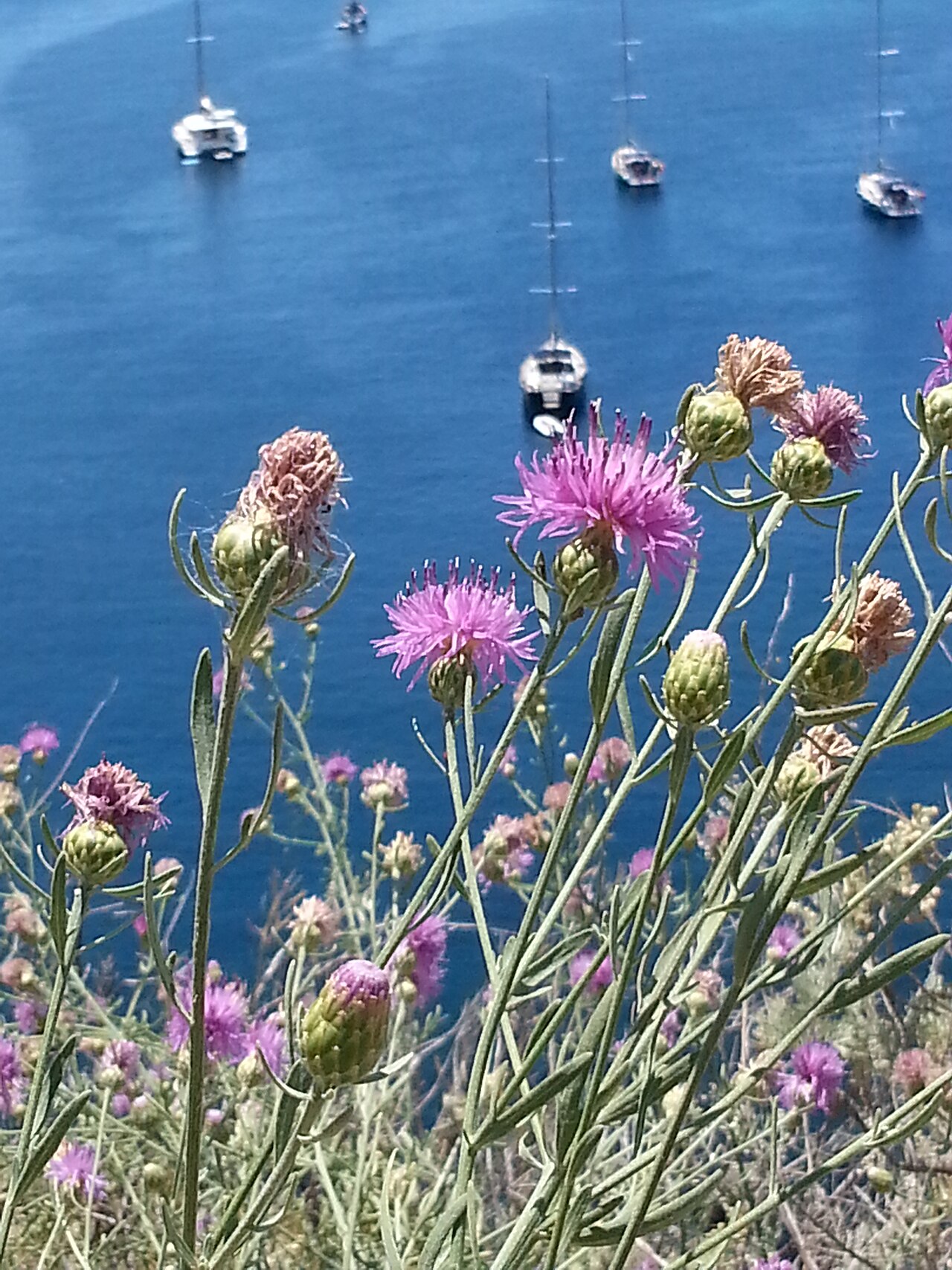 Centaurea aeolica