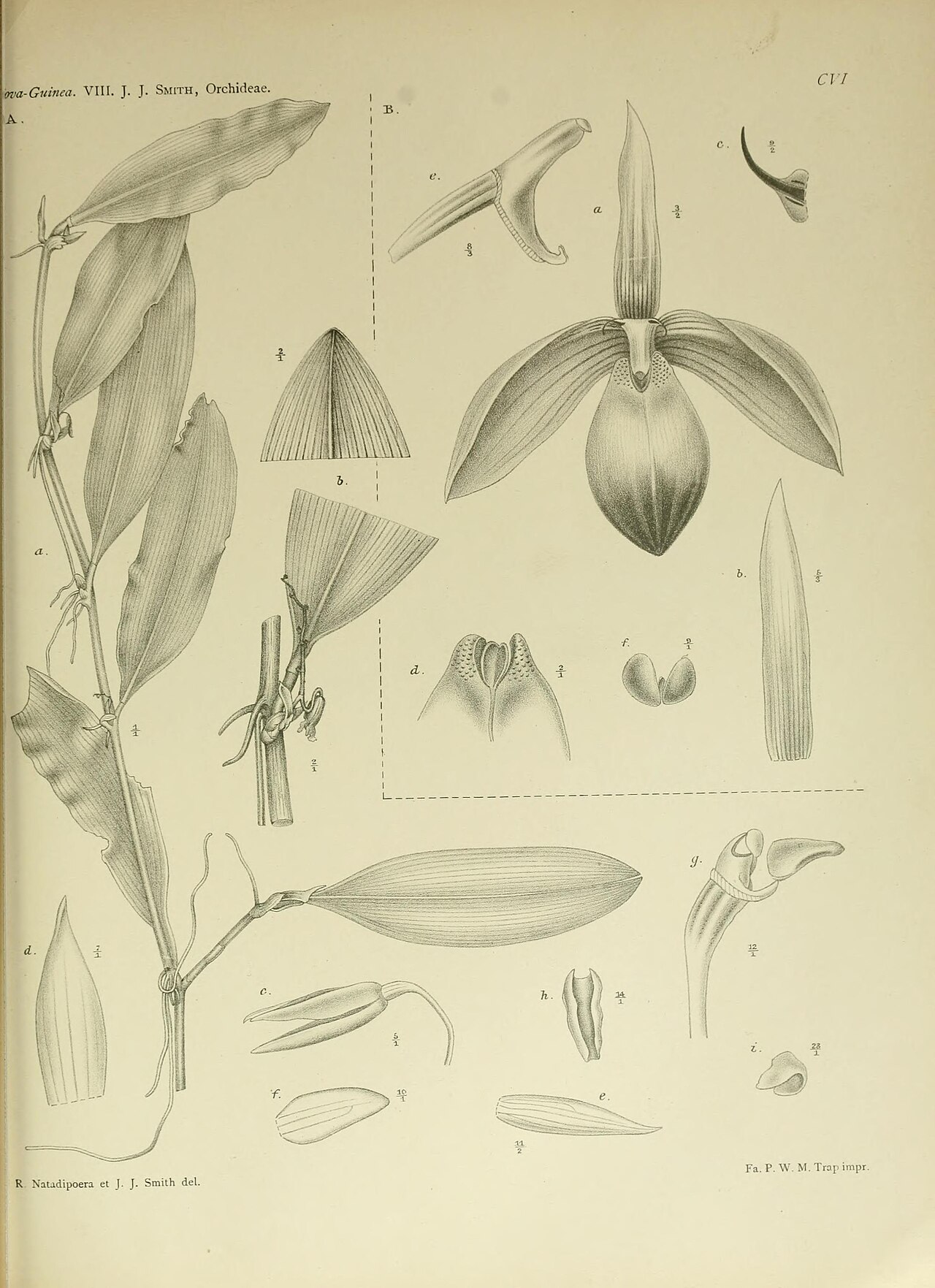 Bulbophyllum desmotrichoides
