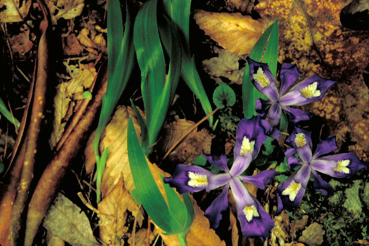 Iris cristata