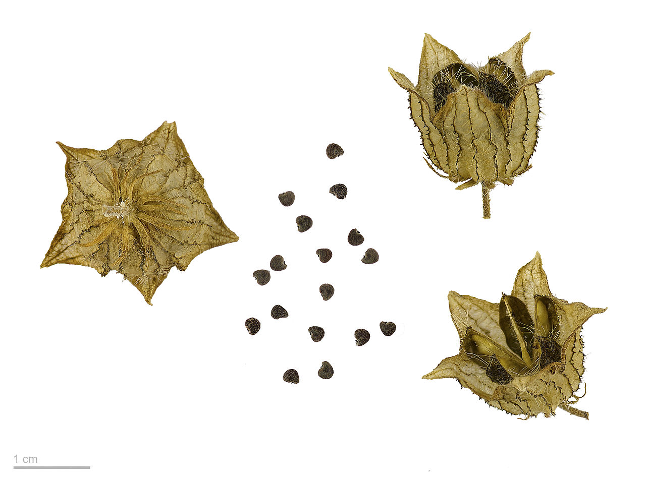 Hibiscus trionum