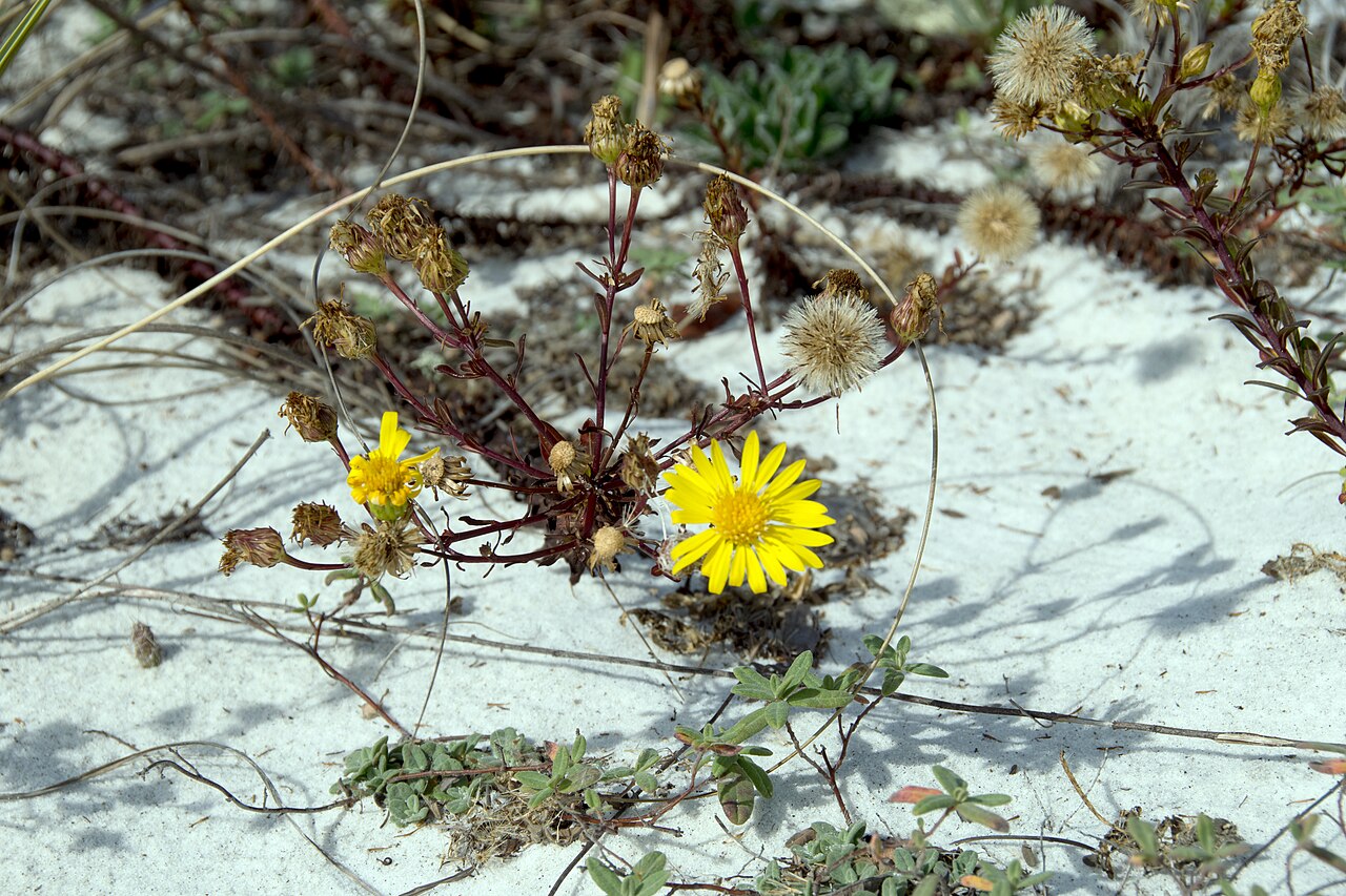Chrysopsis godfreyi