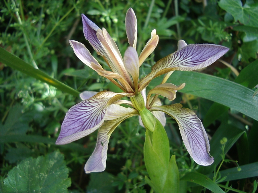 Iris foetida