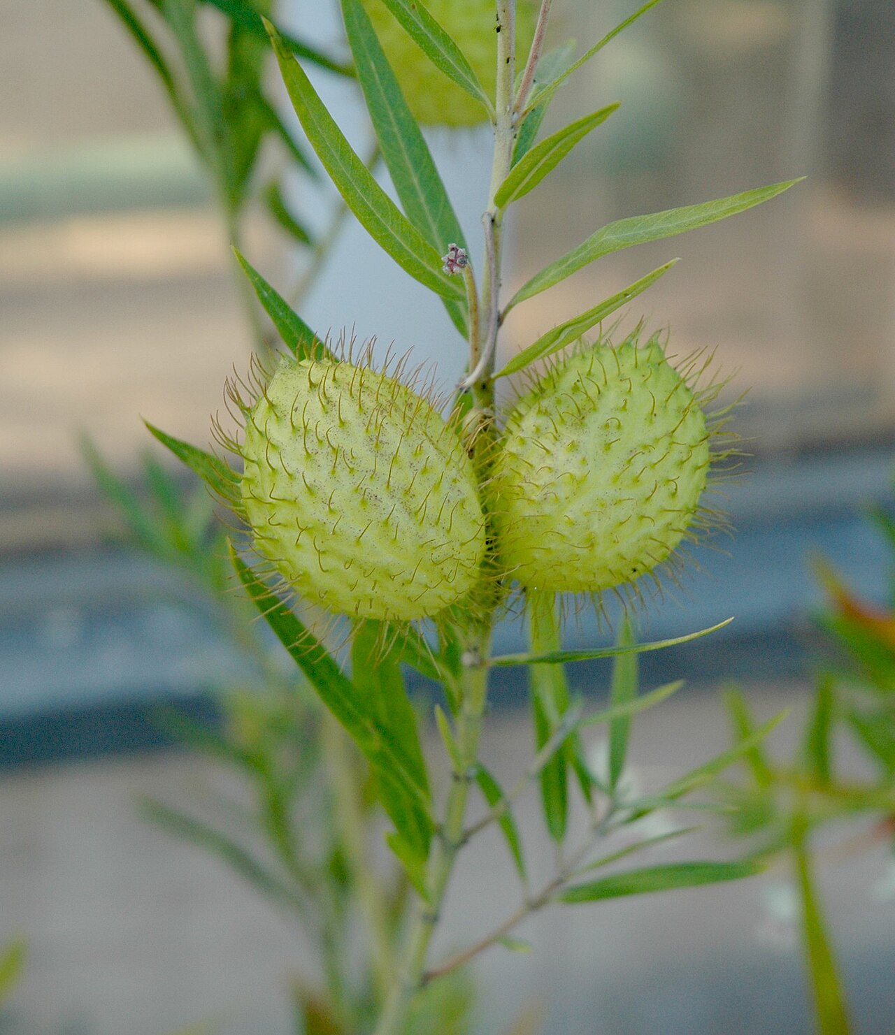 Gomphocarpus fruticosus