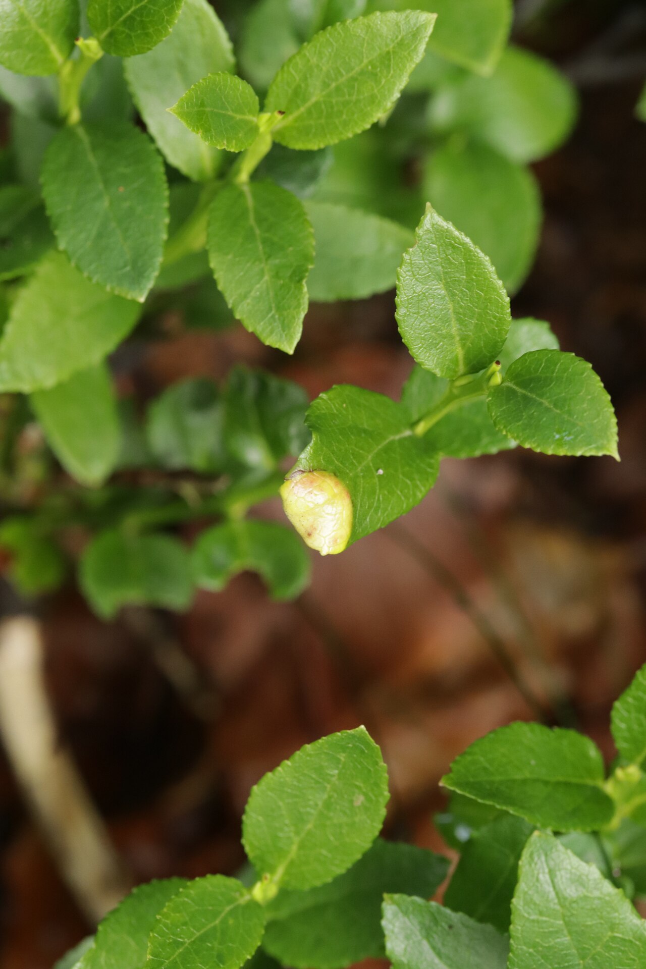 Exobasidium arescens