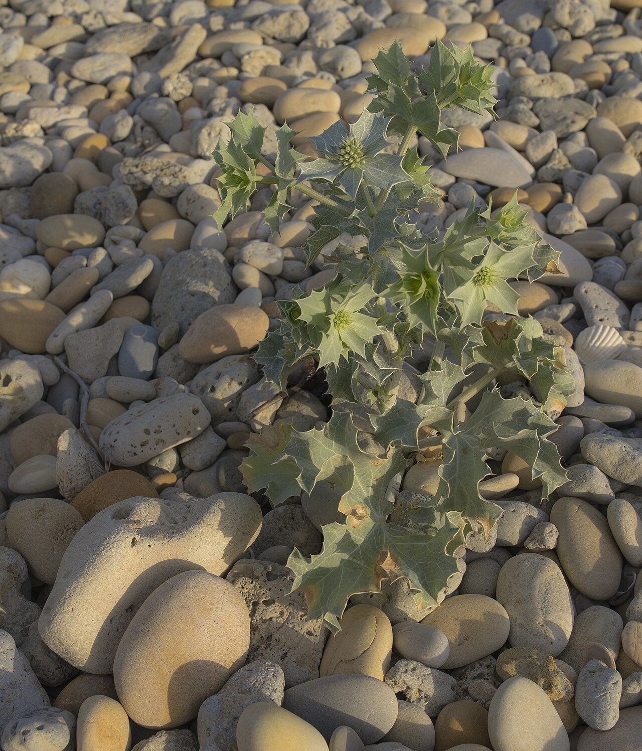 Eryngium maritimum