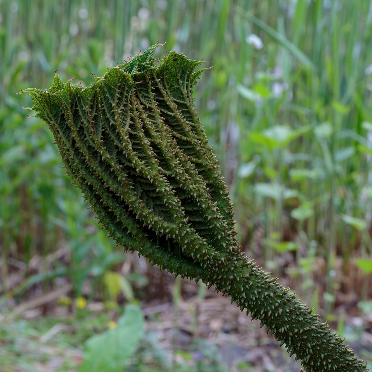 Brazilian giant-rhubarb