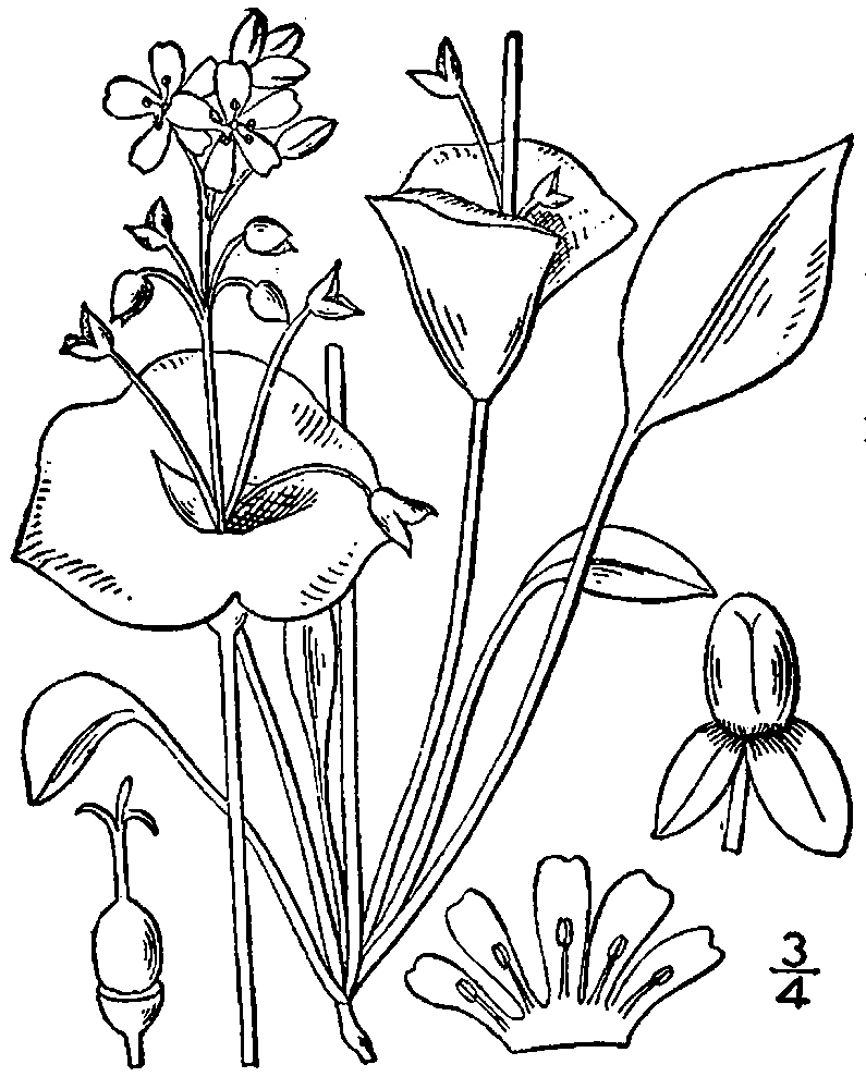 Miner's lettuce or winter purslane