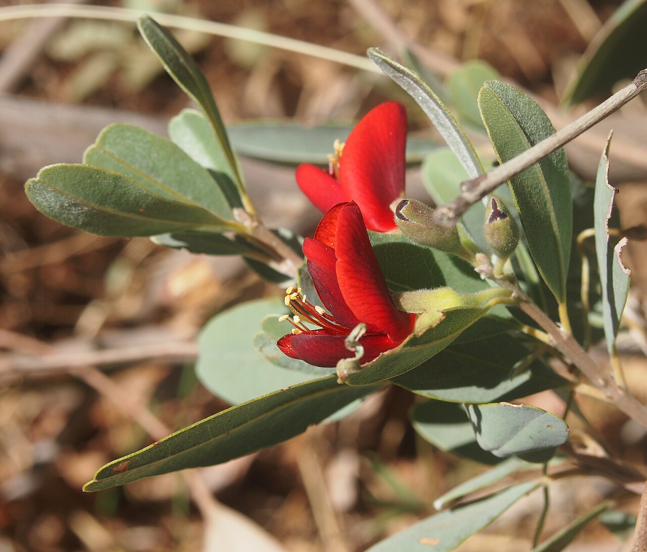 Wallflower poison