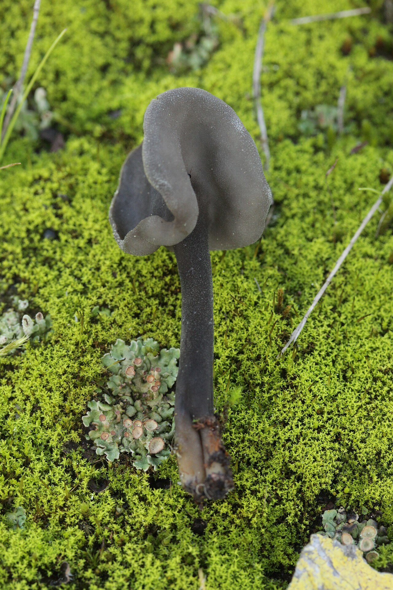 Dark elfin saddle