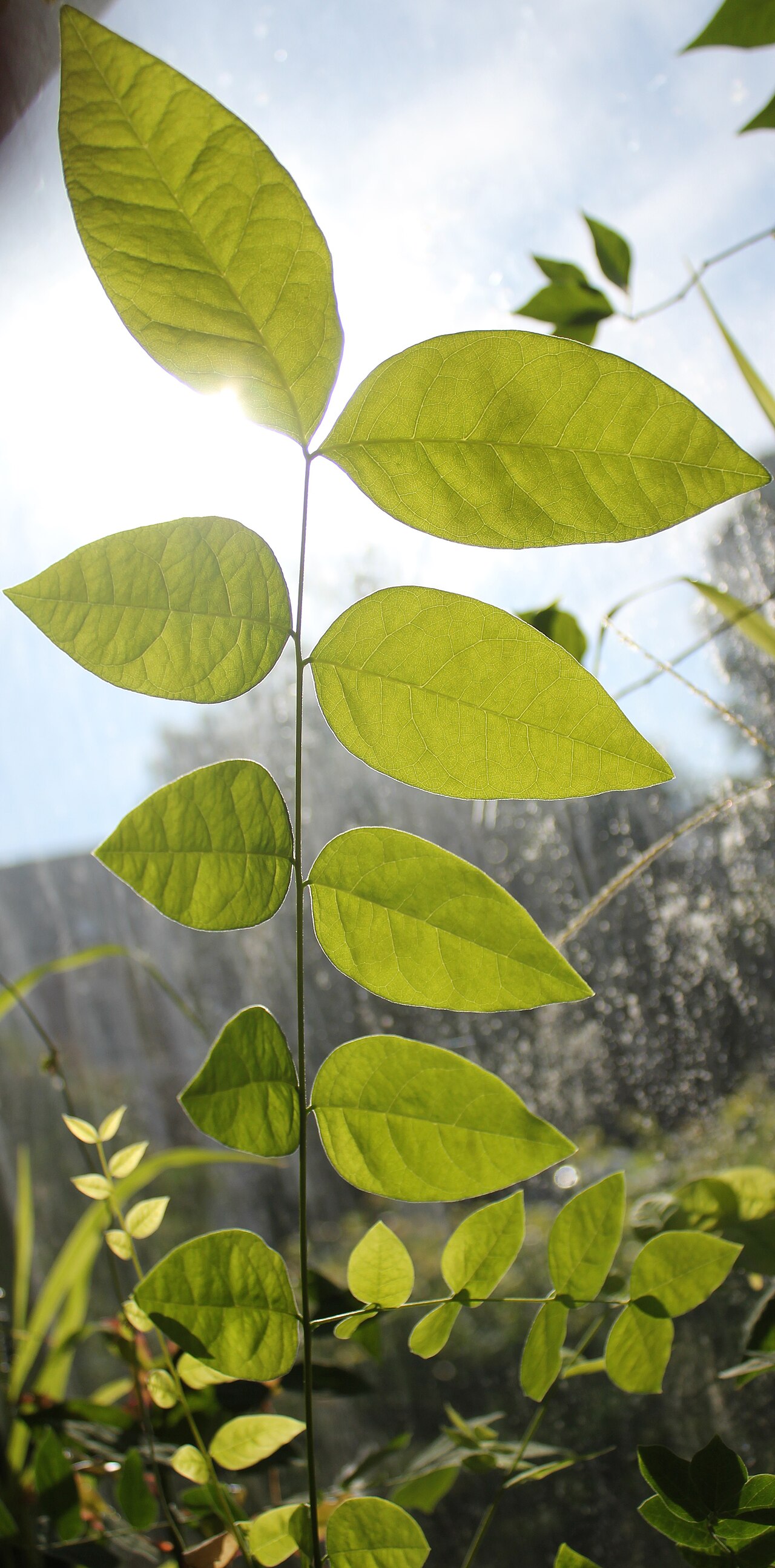 Castanopsis inermis