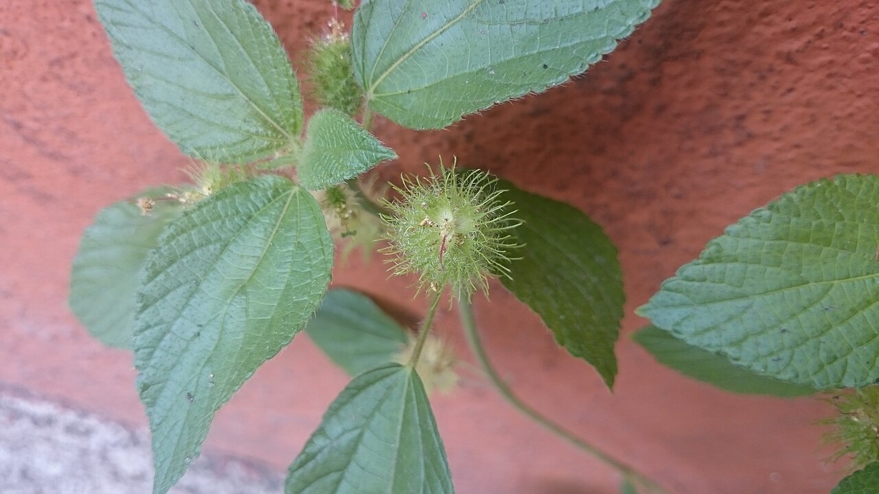 Acalypha alopecuroides