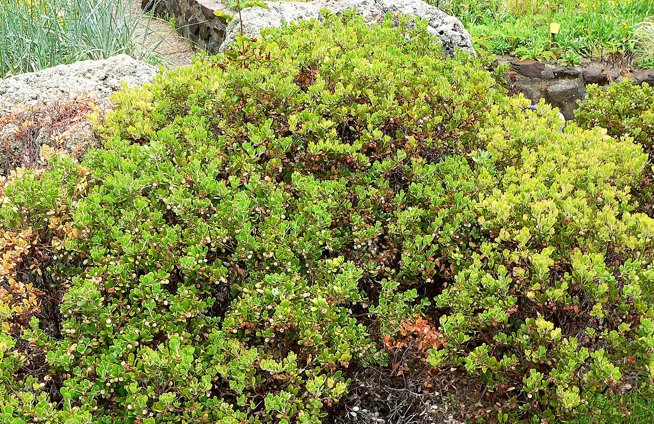 Arctostaphylos pumila