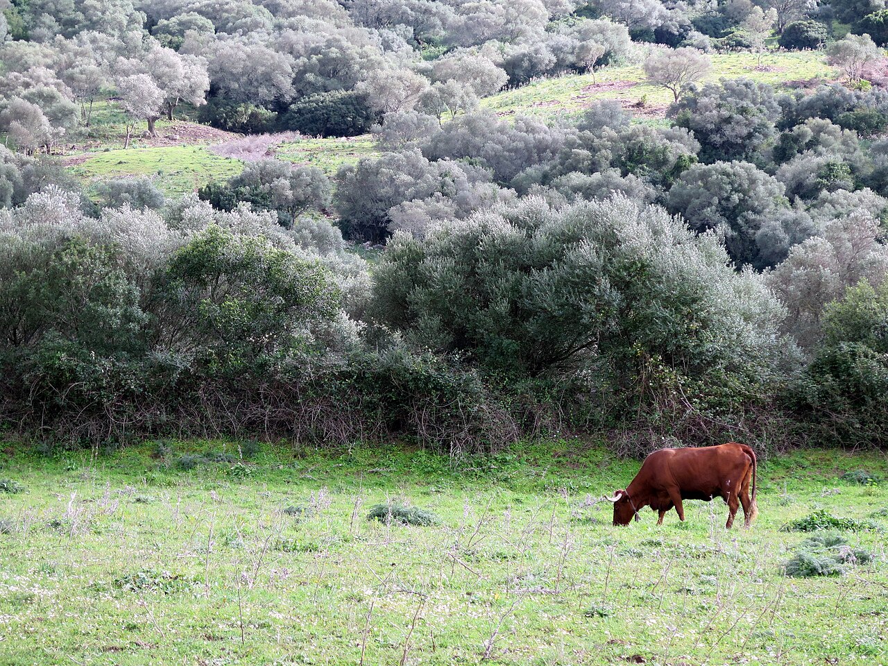 Vaca retinta