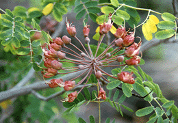 Caesalpinia kavaiensis