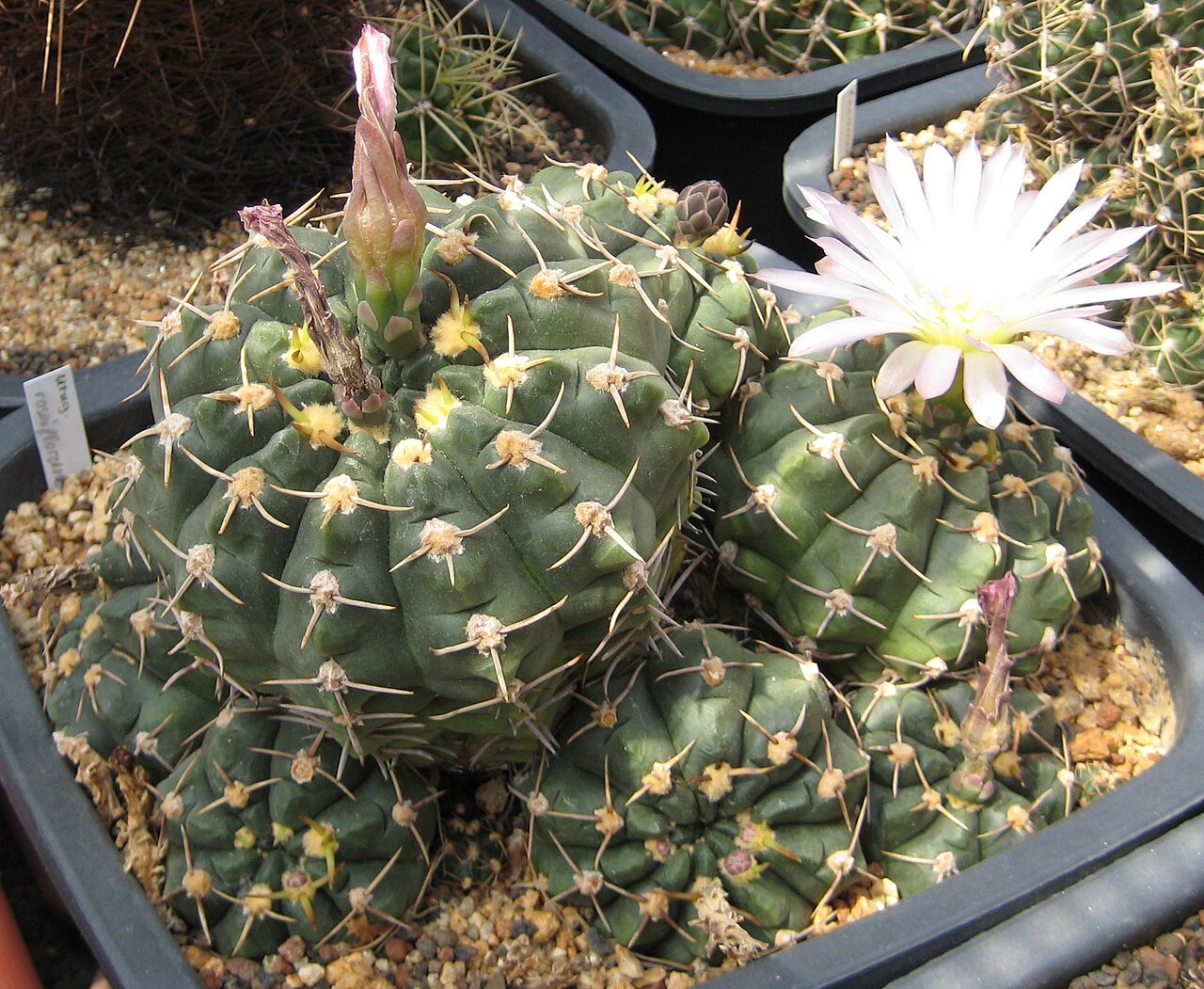 Gymnocalycium uruguayense