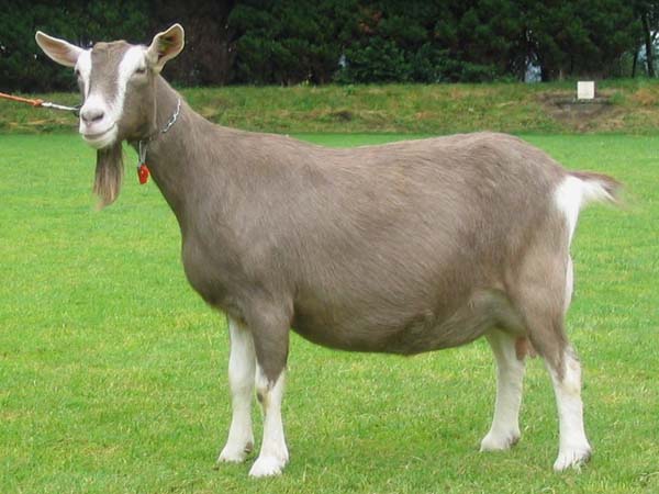 Toggenburg