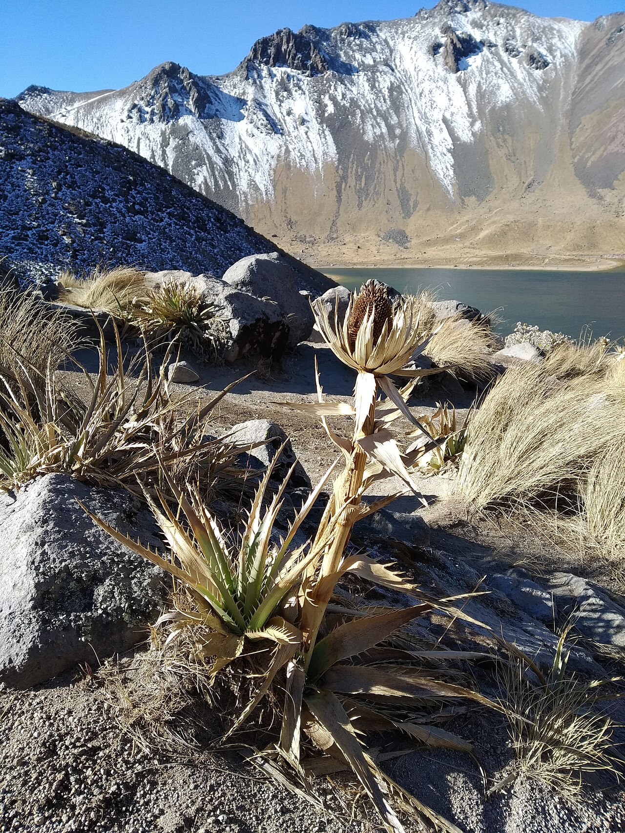 Eryngium monocephalum