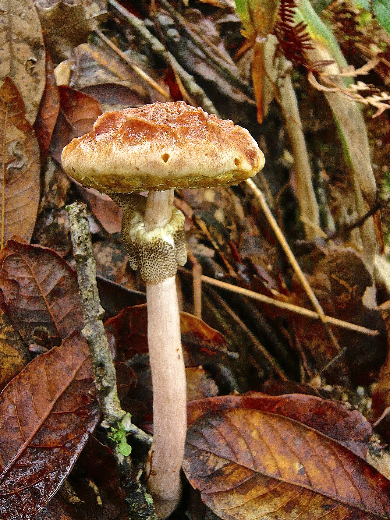 Boletellus jalapensis