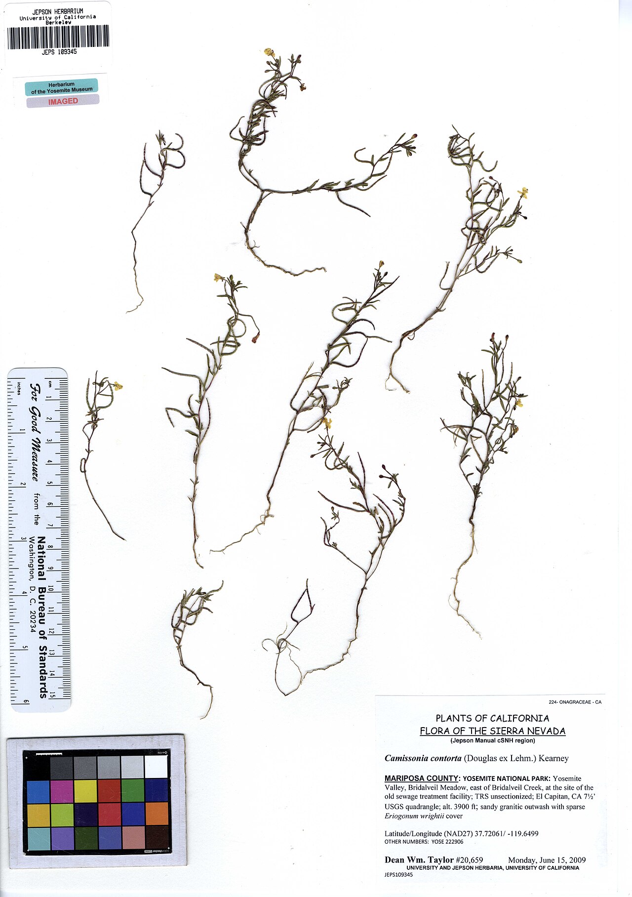 Camissonia contorta
